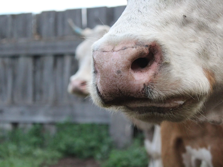 Αφθώδης πυρετός | Η τεράστια οικονομική πληγή στη Λέσβο είναι γεγονός!