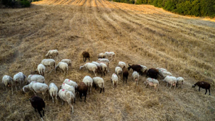 Αφθώδης πυρετός | Ενθαρρυντικά και τα σημερινά αποτελέσματα!