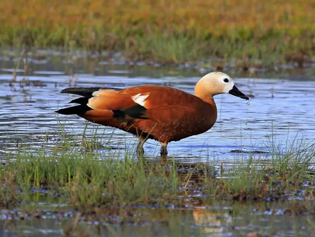 Φθινοπωρινές εξορμήσεις παρατήρησης πουλιών στη Λέσβο | Τετάρτη 9 & Σάββατο 12 Οκτωβρίου