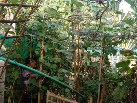 Home Gardens in Cox’s Bazar: A Path to Food Security for Rohingya Refugees