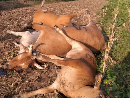 ¡¡RAYO MATA A DOS VACAS Y DOS BECERROS Y UNA CRÍA EN HIGUERA DE ZARAGOZA!!