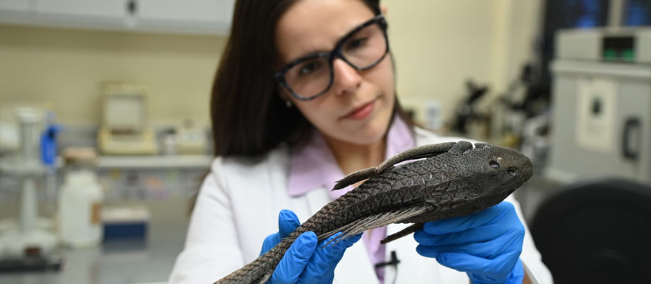 La invasión de especies exóticas como el pez diablo en los ríos de Culiacán está afectando a la fauna nativa, de acuerdo con investigador de la UAS