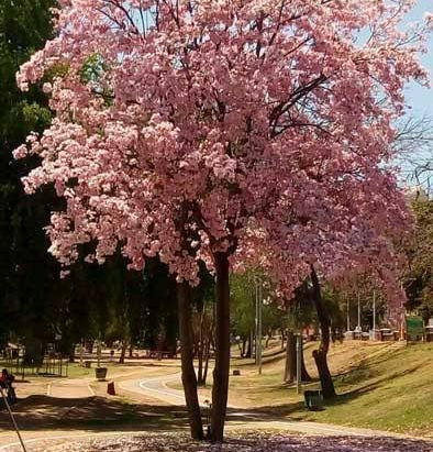 #LA FIESTA DE LAS FLORES