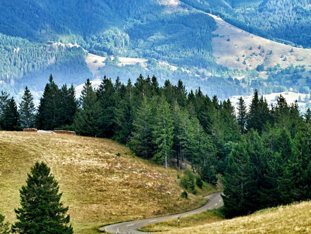 black forest