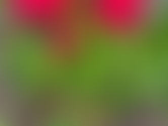 Newsletter February 2025