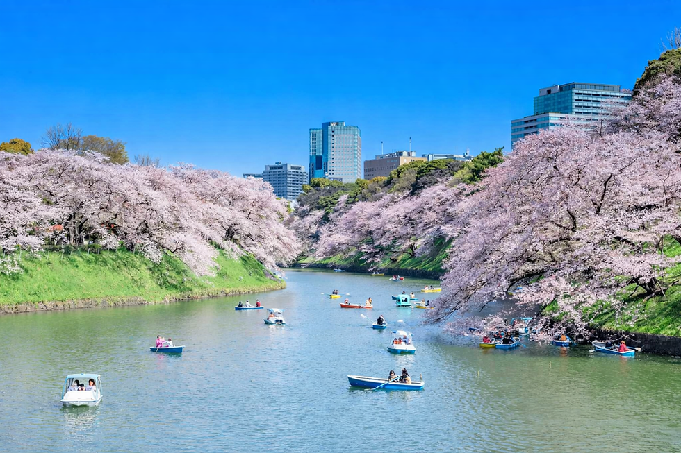 Visitors rent rowboats to enjoy cherry blossoms from the water at Chidorigafuchi near the Imperial Palace.