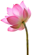 flor 3.png