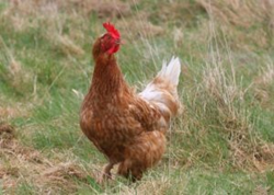 A brown hen with a red comb stands on grassy ground. The background features green and dry grass, creating a rustic farm scene.