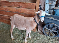 Dyn-A-Mite in the Barn