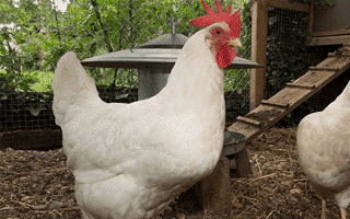 White chicken wearing a red comb walks animatedly in a coop with wood chips and a feeder in the background. Vibrant and lively scene.