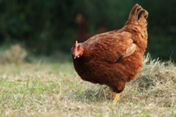A dark red hen pecks at the ground in a grassy field. The background is blurred, creating a calm and natural setting.
