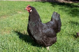 Black hen standing on lush green grass, in sunlight, with a blurred natural background.