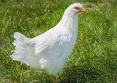 A white chicken stands on green grass in a sunny outdoor setting. The scene is peaceful and natural, with no text or patterns visible.