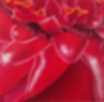 Rose de porcelaine