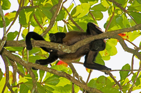 howler-monkey-gc9c22b92c_1280.jpg