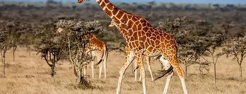 girafe.webp
