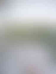 garden party wedding styling