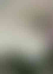 Engagement ring in a rose