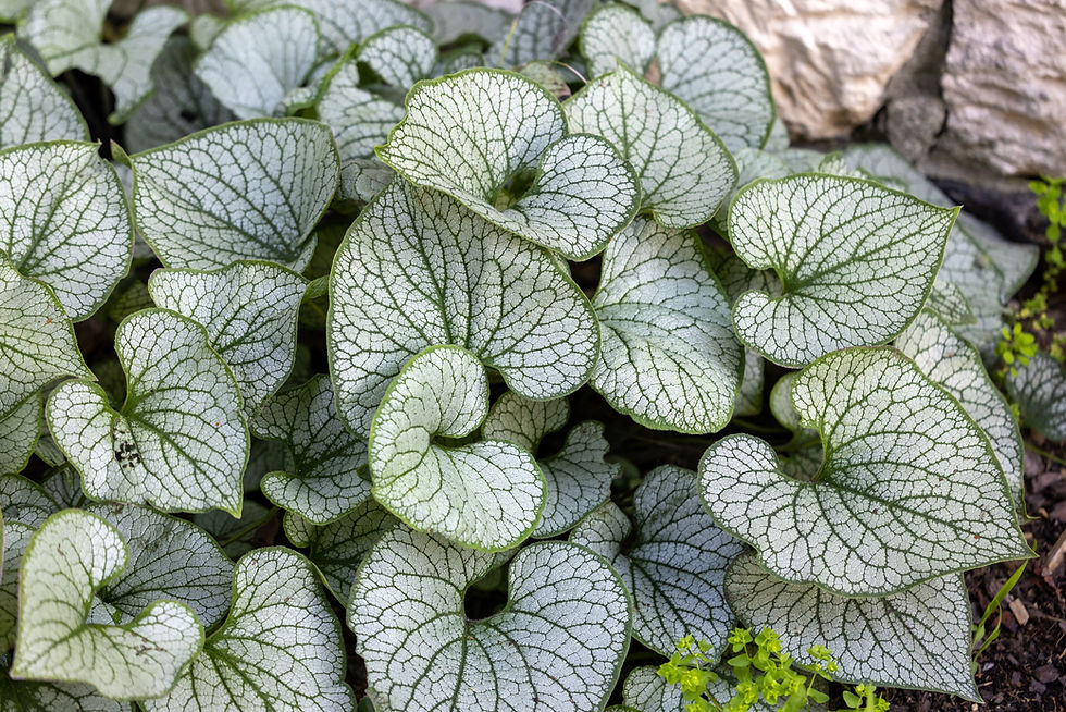 Brunnera macrophylla shutterstock_2384373867