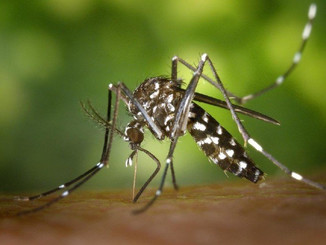 कोरोना संक्रमण के बीच डेंगू का बढ़ा खतरा, DMCH में भर्ती हुआ डेंगू का पहला मरीज।
