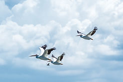 Flying Seagulls