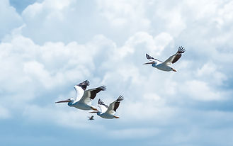 Flying Seagulls
