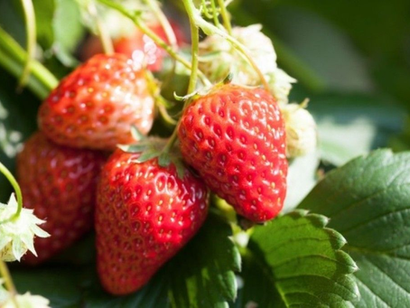 Colheita de morango na região de Pouso Alegre deve totalizar 173 mil toneladas