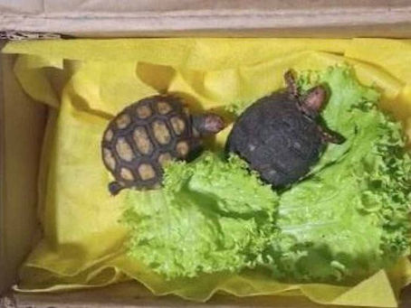 Mulher é autuada pela polícia no Sul de Minas por comprar jabutis pelo Correios