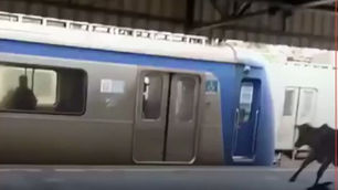 Bezerro invade estação de trem, entra em vagão e mobiliza passageiros