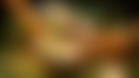 Raku and The Art of Oyster Udon