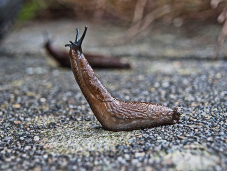 Seasoned Slugs