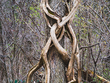 Bitter Roots
