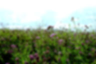 0F37A507-9E2F-4120-B56D-88E35DB14033_1_2