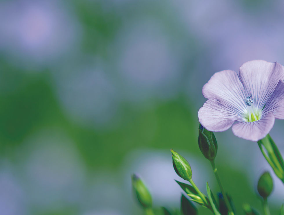 Brand top background image 2000x1500.jpg