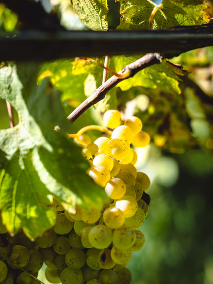 Coppacchioli Tattini Vino Bianco Rosso Bollicine Cupi  Visso Marche