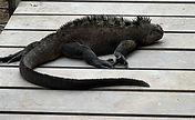 IMG_2100.jpeg