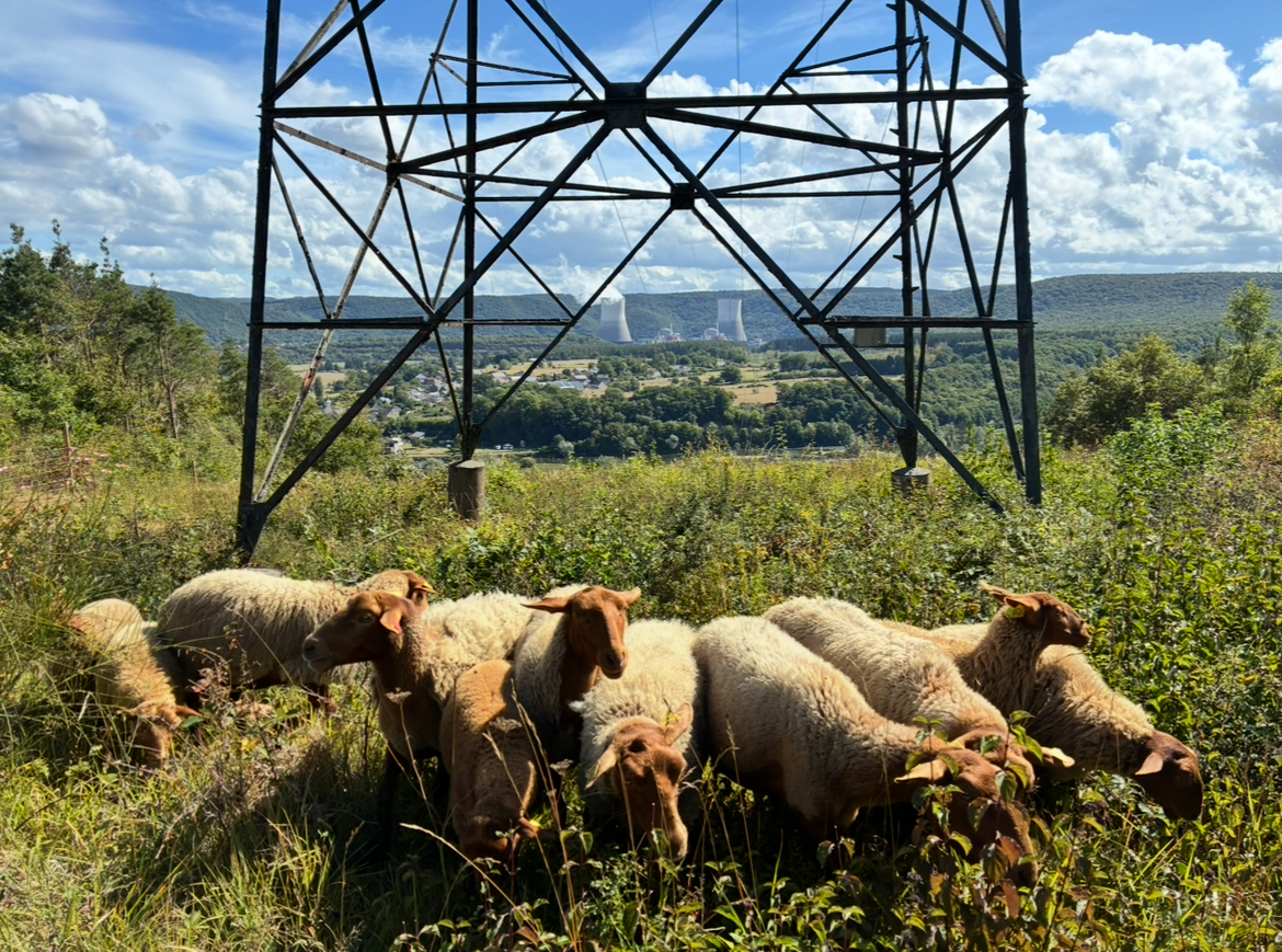 Moutons en éco-pâturage
