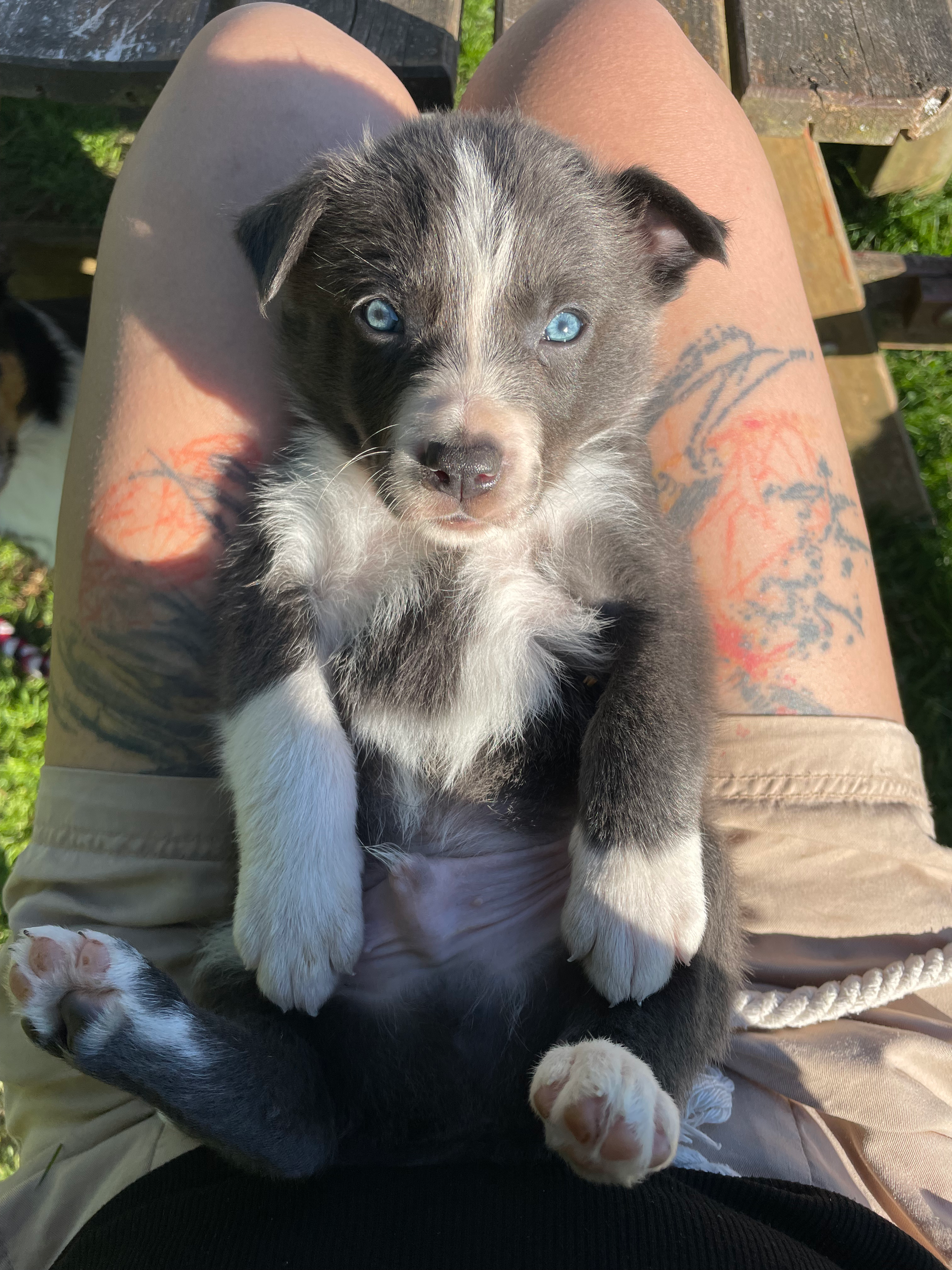 Chiot de la portée 2025 — n°1