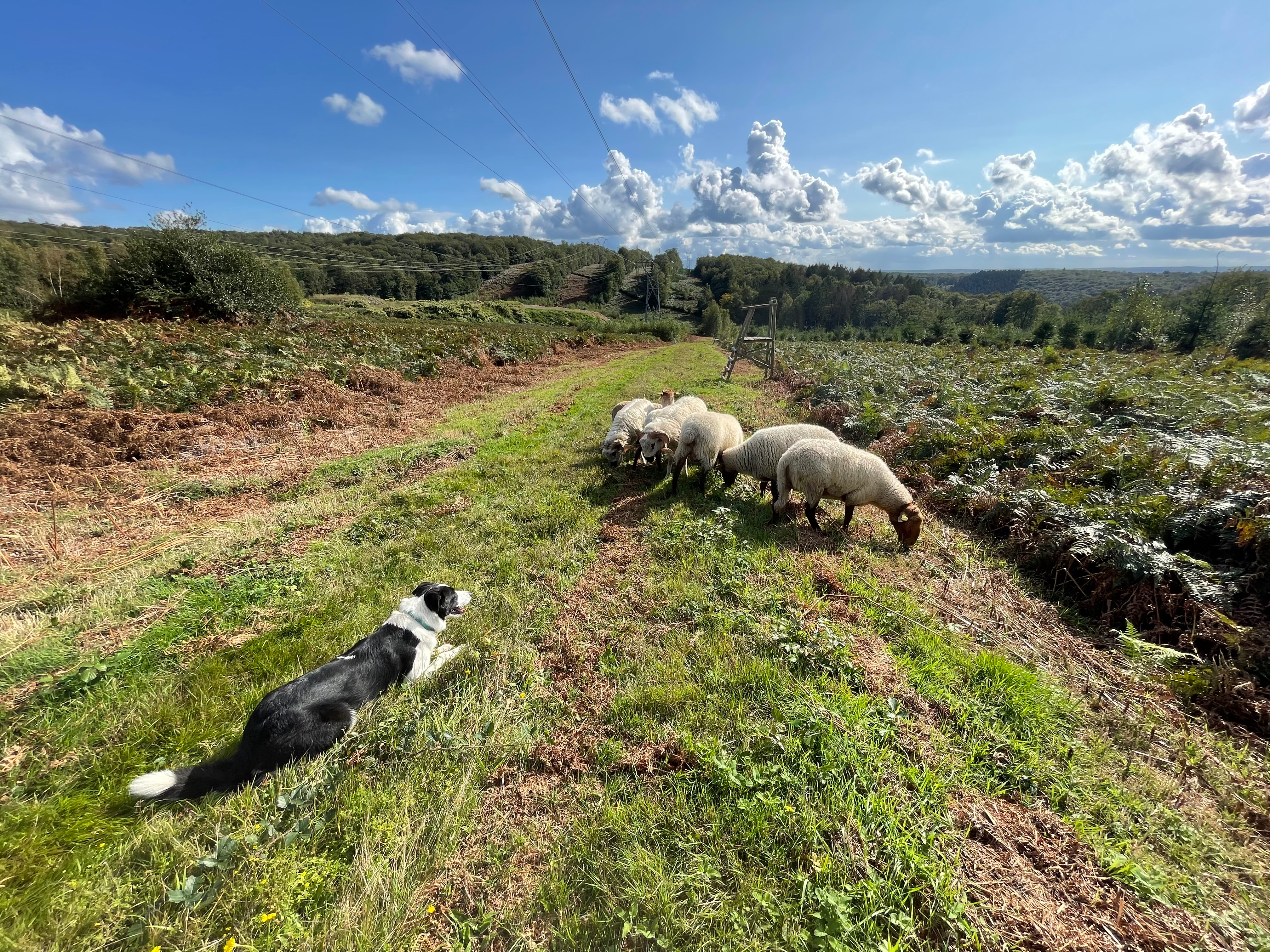 Pâturage en forêt