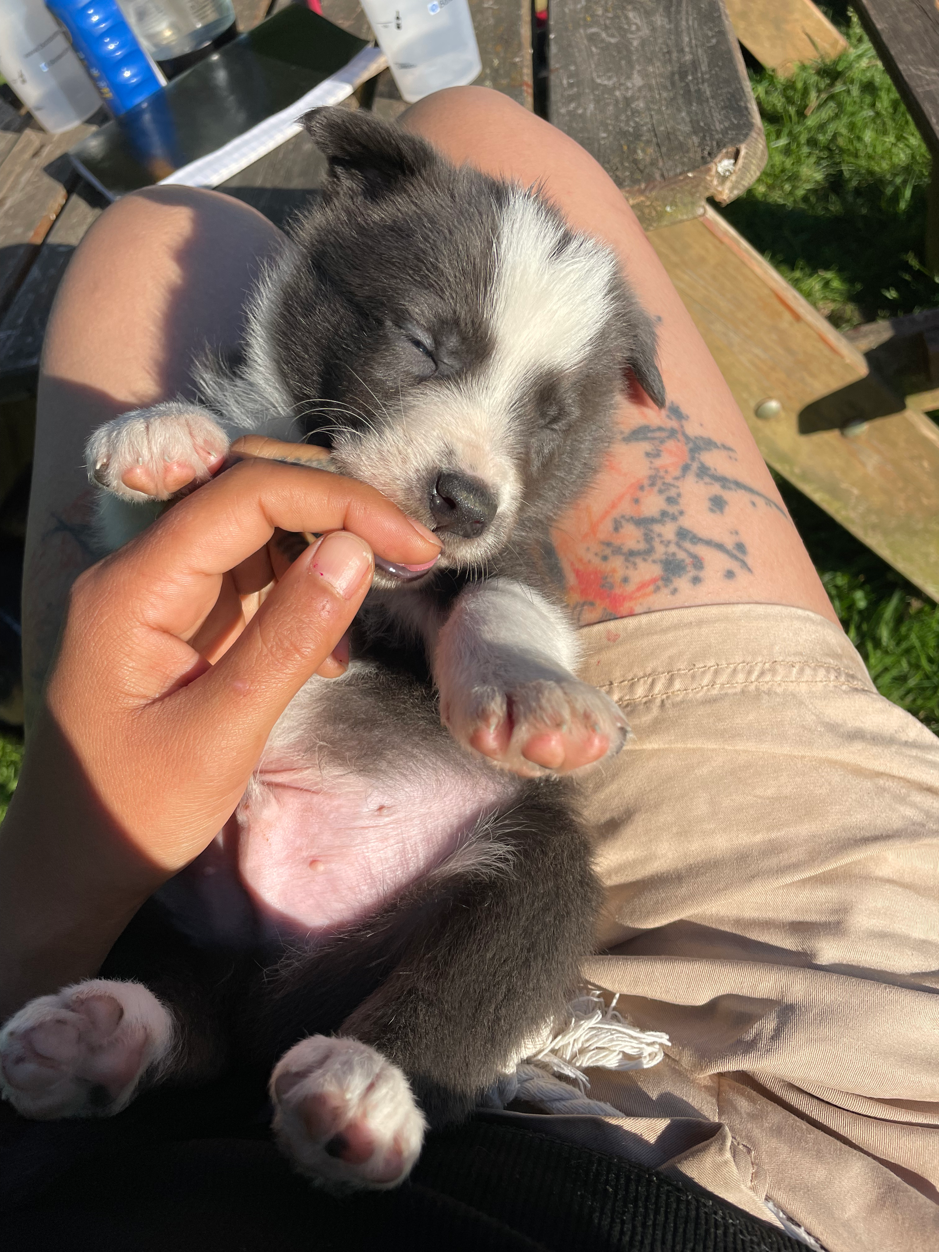 Chiot de la portée 2025 — n°2