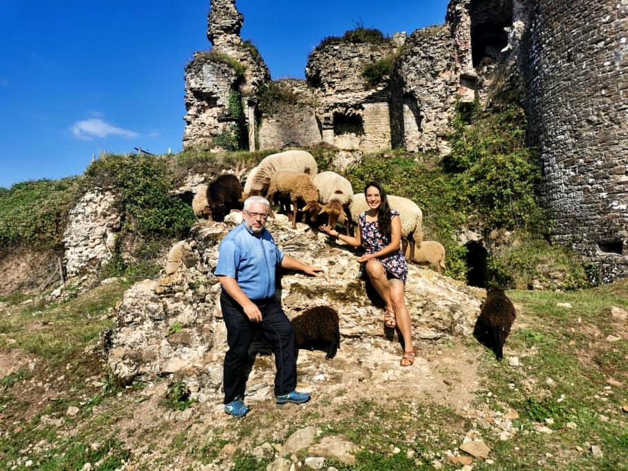 Moutons en pâturage