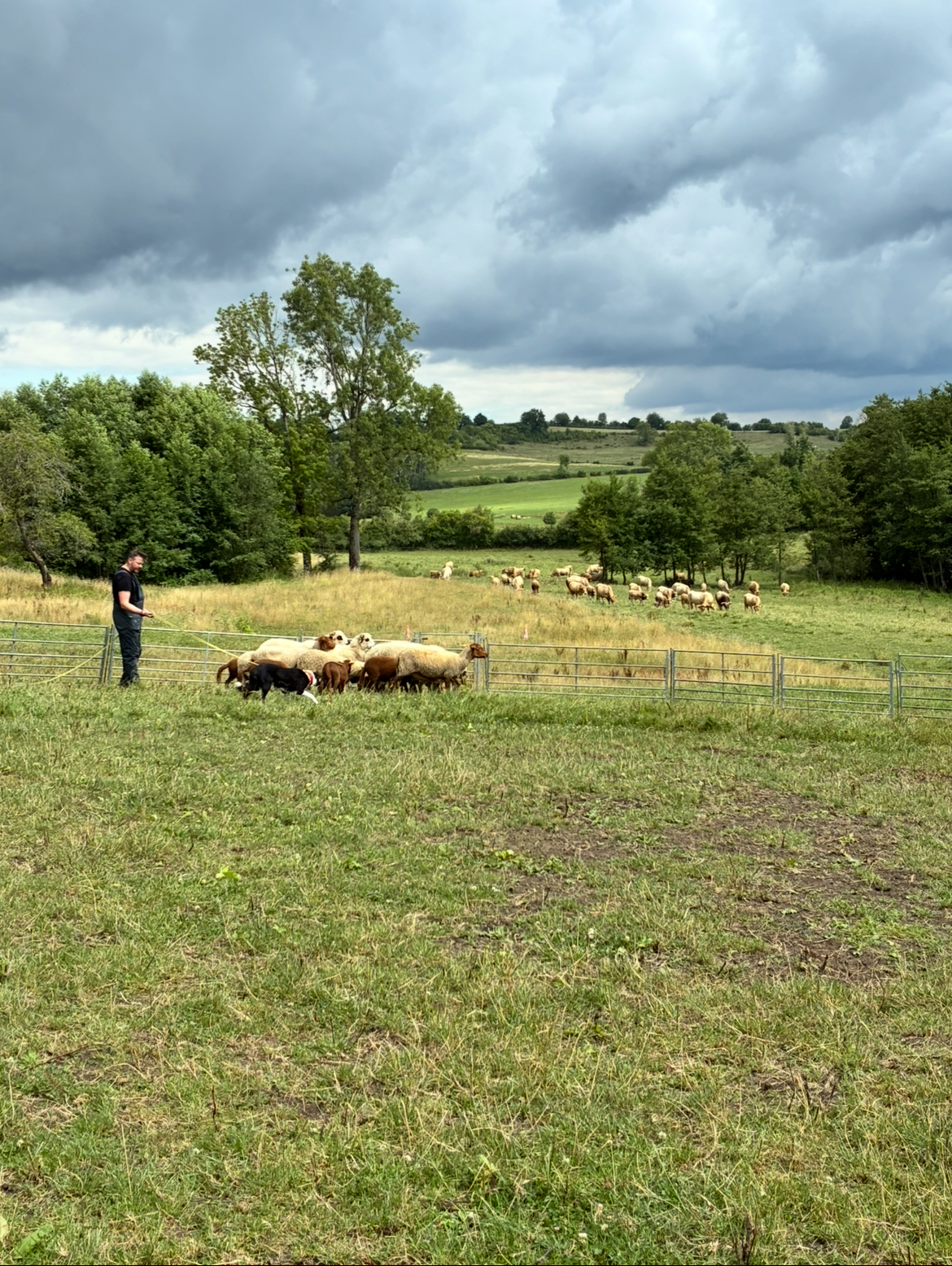 Chien de troupeau en formation