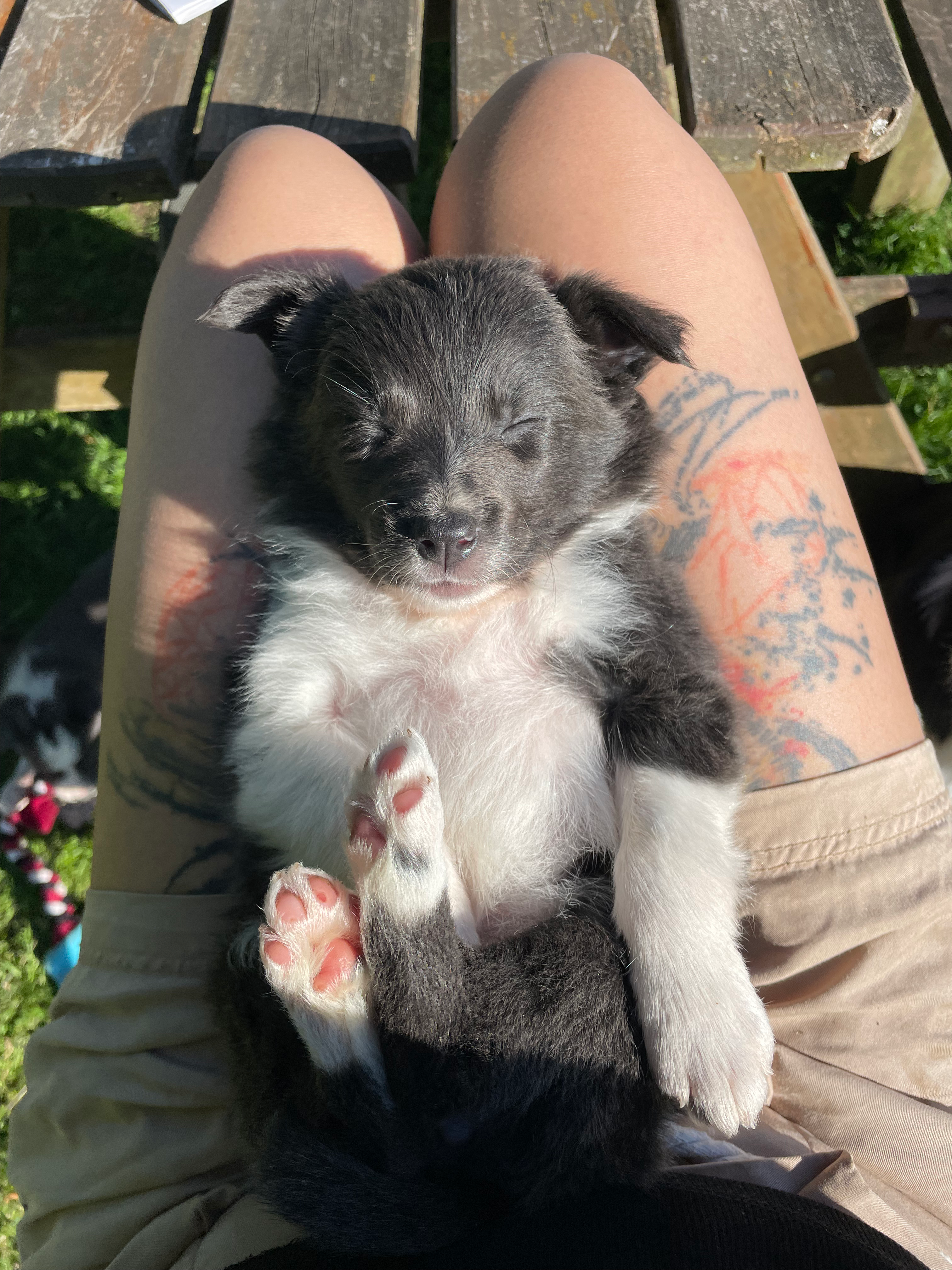 Chiot de la portée 2025 — n°3