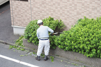 マンションの植木