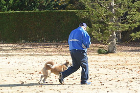 水戸警察犬訓練所のトレーニング