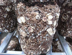 収穫後のしいたけ