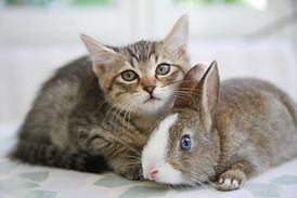 犬・猫診療