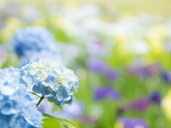 6月の満開の紫陽花