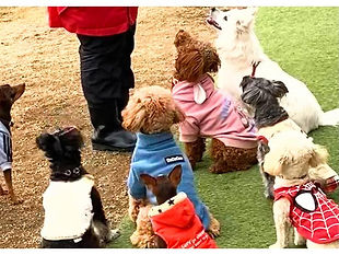 犬の幼稚園募集中