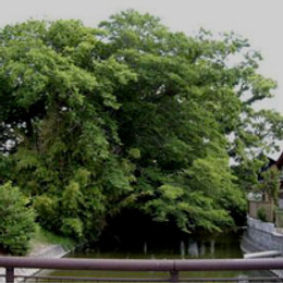 木の枝が越境